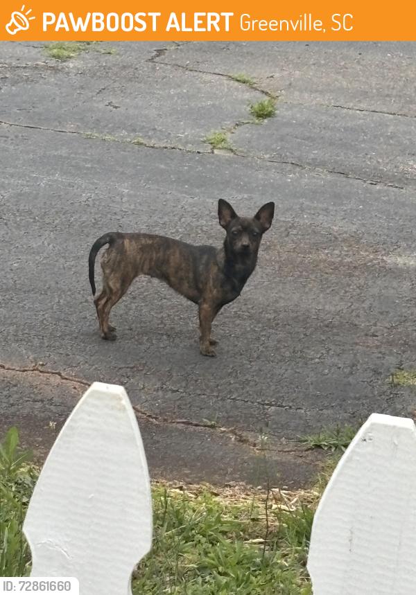 Found/Stray Unknown Dog last seen Old Bleachery & S. Franklin, Greenville, SC 29609