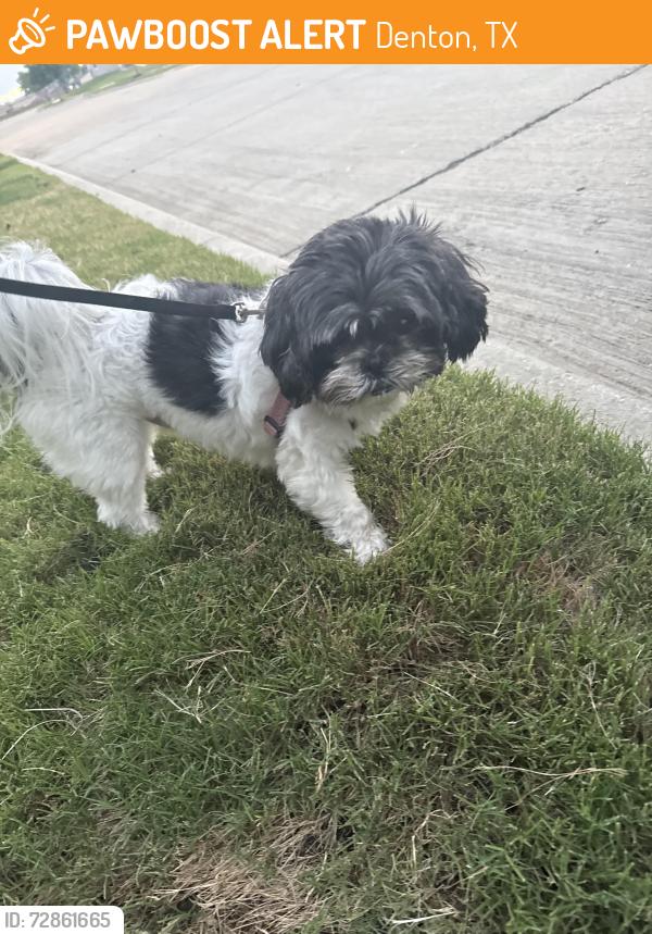 Found/Stray Male Dog last seen Brentwood Place s, Denton, TX 76207