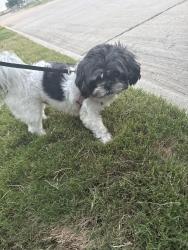 Found/Stray Male Dog last seen Brentwood Place s, Denton, TX 76207