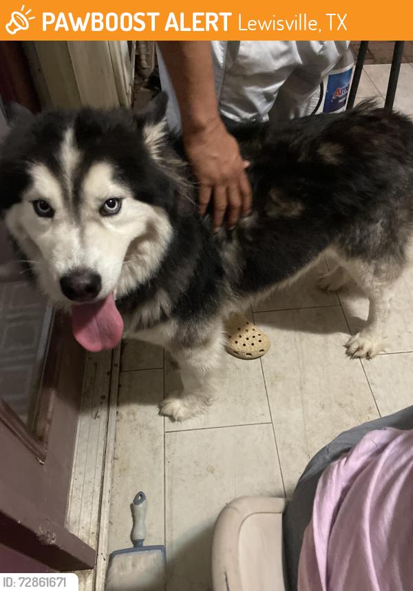 Found/Stray Male Dog last seen by the arena dr street in lewisville, Lewisville, TX 75067
