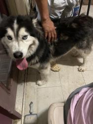 Found/Stray Male Dog last seen by the arena dr street in lewisville, Lewisville, TX 75067