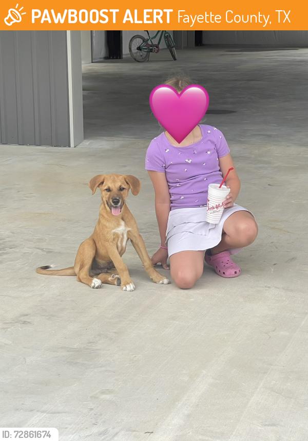 Found/Stray Male Dog last seen Berger road, Schulenburg, TX 78956