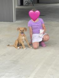 Found/Stray Male Dog last seen Berger road, Schulenburg, TX 78956