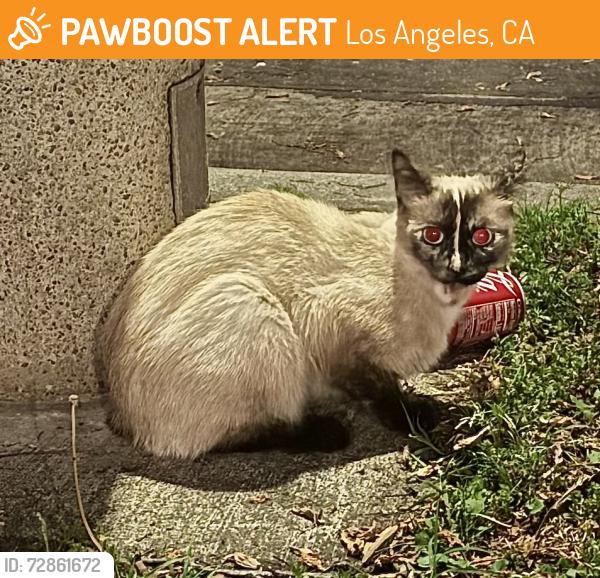 Found/Stray Unknown Cat last seen Camden Ave./ Massachussetts Ave, Los Angeles, CA 90025