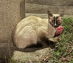Found/Stray Unknown Cat last seen Camden Ave./ Massachussetts Ave, Los Angeles, CA 90025