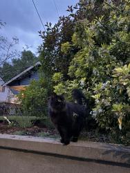 Found/Stray Unknown Cat last seen NE Knott and NE 8th, Portland, OR 97212