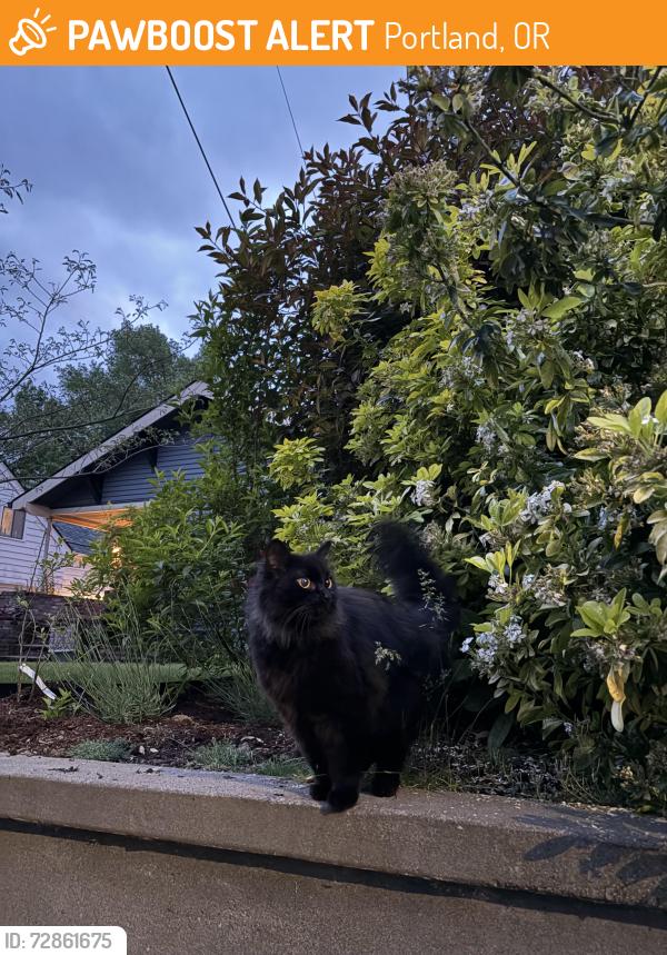 Found/Stray Unknown Cat last seen NE Knott and NE 8th, Portland, OR 97212