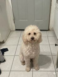 Lost Male Dog last seen Avalon Rd & Midway st, Victorville, CA 92307