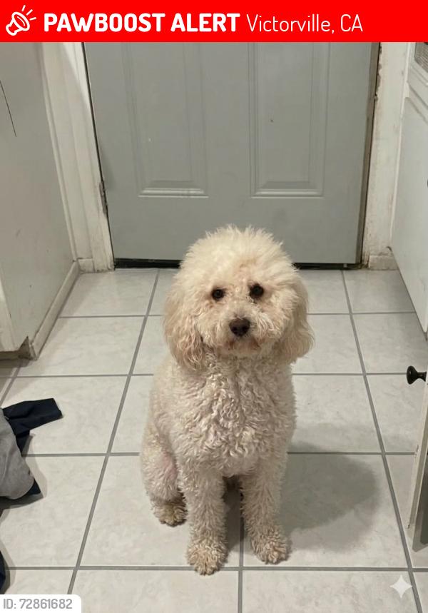Lost Male Dog last seen Avalon Rd & Midway st, Victorville, CA 92307