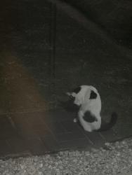 Found/Stray Female Cat last seen Bar C ranch, Fort Worth, TX 76131
