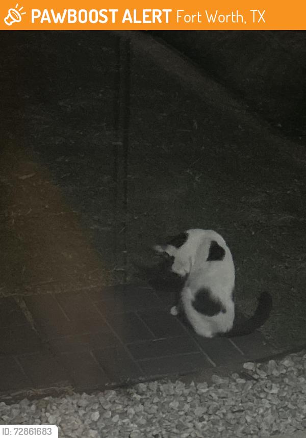 Found/Stray Female Cat last seen Bar C ranch, Fort Worth, TX 76131