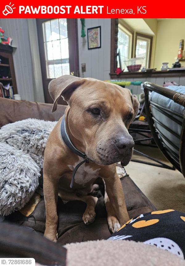 Lost Male Dog last seen Lackman and 95th st, Lenexa, KS 66215