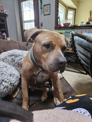 Lost Male Dog last seen Lackman and 95th st, Lenexa, KS 66215