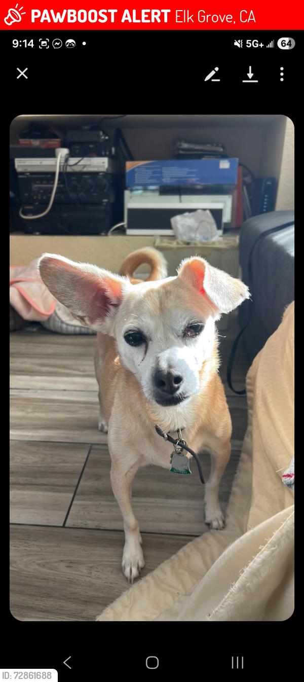 Lost Female Dog last seen Twinberry way and black kite drive, Elk Grove, CA 95624