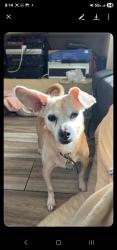 Lost Female Dog last seen Twinberry way and black kite drive, Elk Grove, CA 95624