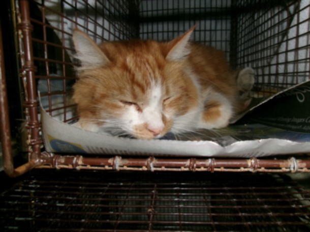 Shelter Stray Female Cat last seen , Los Angeles, CA 91405