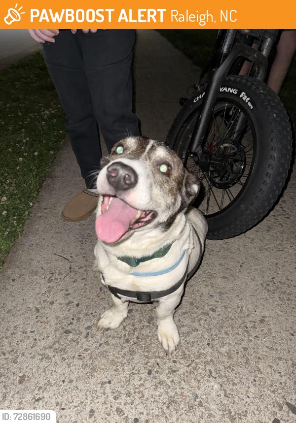 Found/Stray Male Dog last seen On the corner of Harps Mill and Hardwick, Raleigh, NC 27615