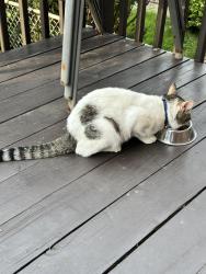 Found/Stray Unknown Cat last seen 12th Place and Savannah Street, Washington, DC 20032