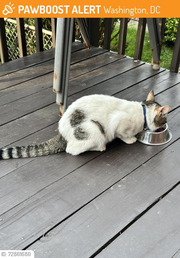 Found/Stray Unknown Cat last seen 12th Place and Savannah Street, Washington, DC 20032