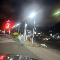 Found/Stray Unknown Dog last seen Pacific, Stockton, CA 95202