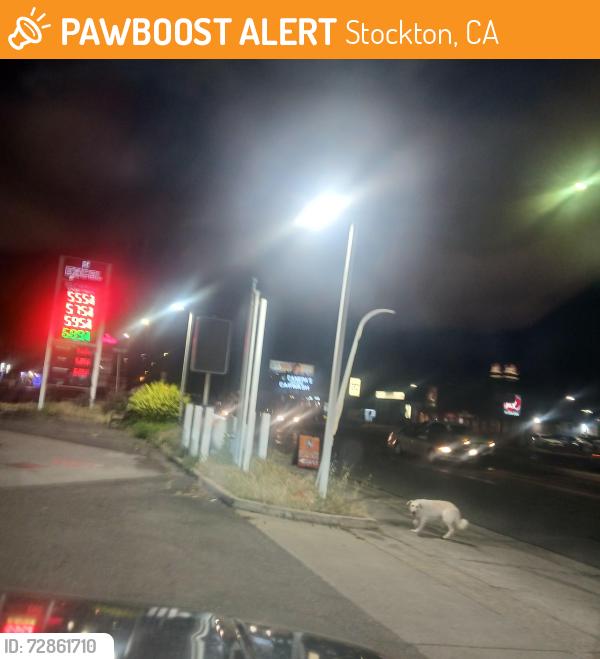 Found/Stray Unknown Dog last seen Pacific, Stockton, CA 95202