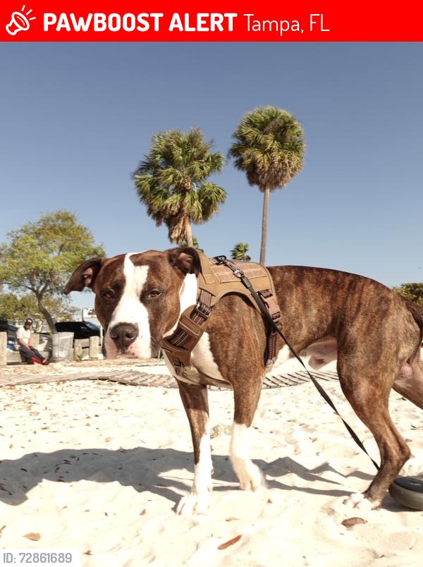 Lost Male Dog last seen advent hosp, Tampa, FL 33613