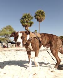 Lost Male Dog last seen advent hosp, Tampa, FL 33613