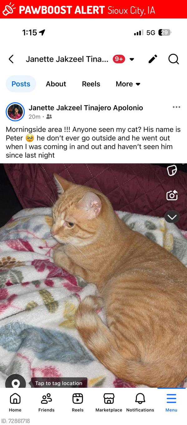 Lost Male Cat last seen east middle , Sioux City, IA 51106