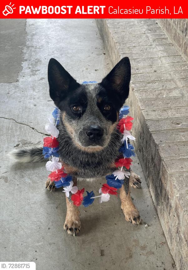 Lost Female Dog last seen Friesen and Tom Hebert Road, Calcasieu Parish, LA 70607