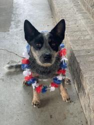 Lost Female Dog last seen Friesen and Tom Hebert Road, Calcasieu Parish, LA 70607