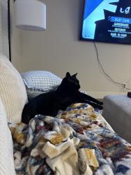 Found/Stray Male Cat last seen Lake blvd, Oceanside, CA 92056