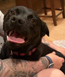 Found/Stray Male Dog last seen Bastenchury and Valley View, Yorba Linda, CA 92886