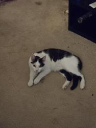 Lost Male Cat last seen Blackstone Landing Dr between Sunset Canyon Dr. Octavia , Kissimmee, FL 34758