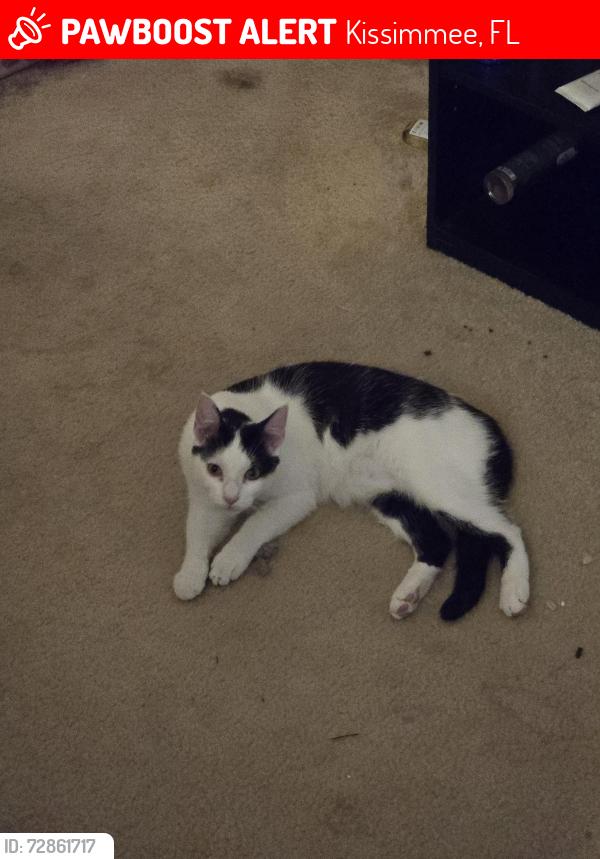 Lost Male Cat last seen Blackstone Landing Dr between Sunset Canyon Dr. Octavia, Kissimmee, FL 34758