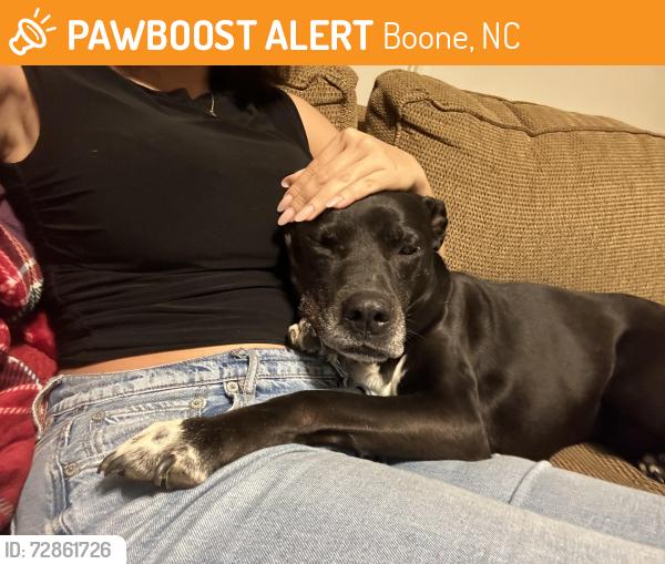 Found/Stray Female Dog last seen Near and 105 extension , Boone, NC 28607