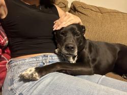 Found/Stray Female Dog last seen Near and 105 extension , Boone, NC 28607