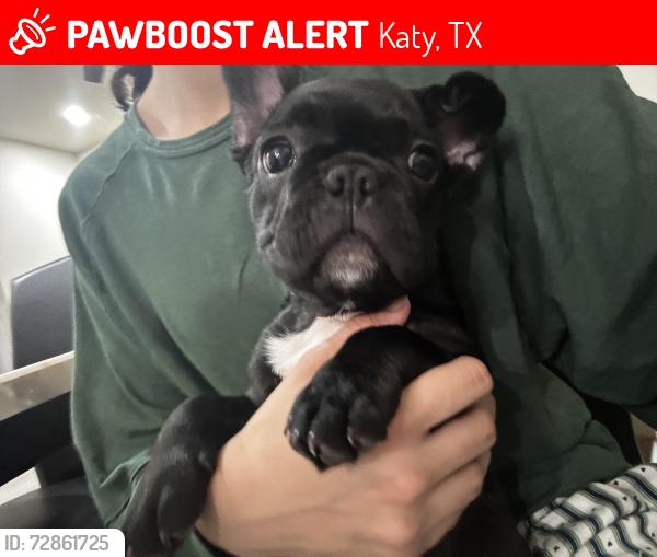 Lost Female Dog last seen Morton creek ranch , Katy, TX 77449