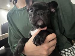 Lost Female Dog last seen Morton creek ranch , Katy, TX 77449