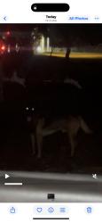 Found/Stray Male Dog last seen Near sw 14th ave hmstd fl 33030, Miami, FL 33136