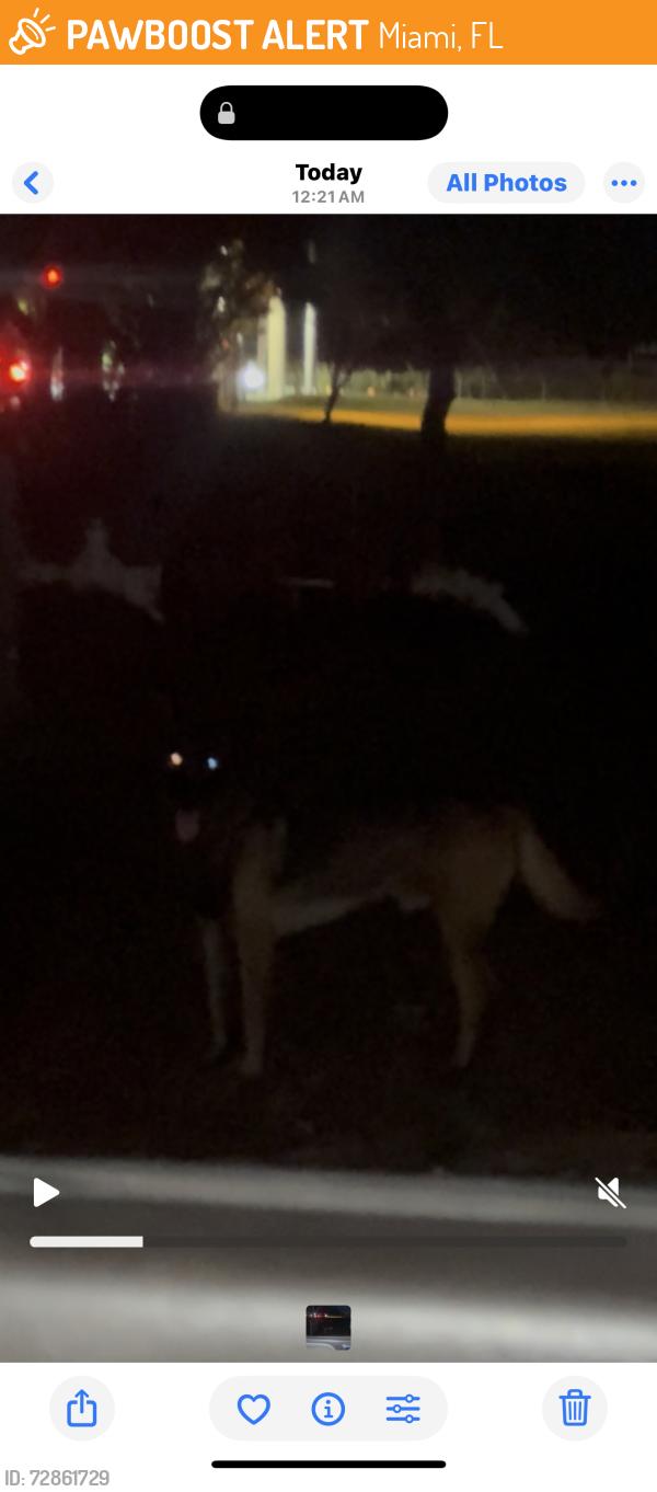 Found/Stray Male Dog last seen Near sw 14th ave hmstd fl 33030, Miami, FL 33136