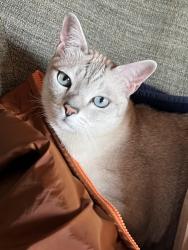 Lost Male Cat last seen Cardozo High School, 11th and Clifton Streets NW, Washington, DC 20009