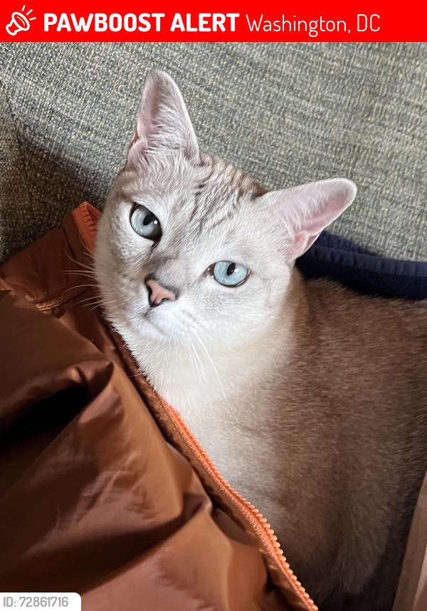 Lost Male Cat last seen Cardozo High School, 11th and Clifton Streets NW, Washington, DC 20009