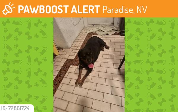 Found/Stray Unknown Dog last seen Pecos/Flamingo, Paradise, NV 89121