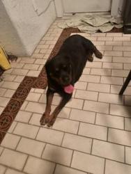 Found/Stray Unknown Dog last seen Pecos/Flamingo, Paradise, NV 89121