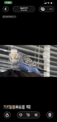 Lost Female Bird last seen Linwood ave, bollinger st. , , Visalia, CA 93291