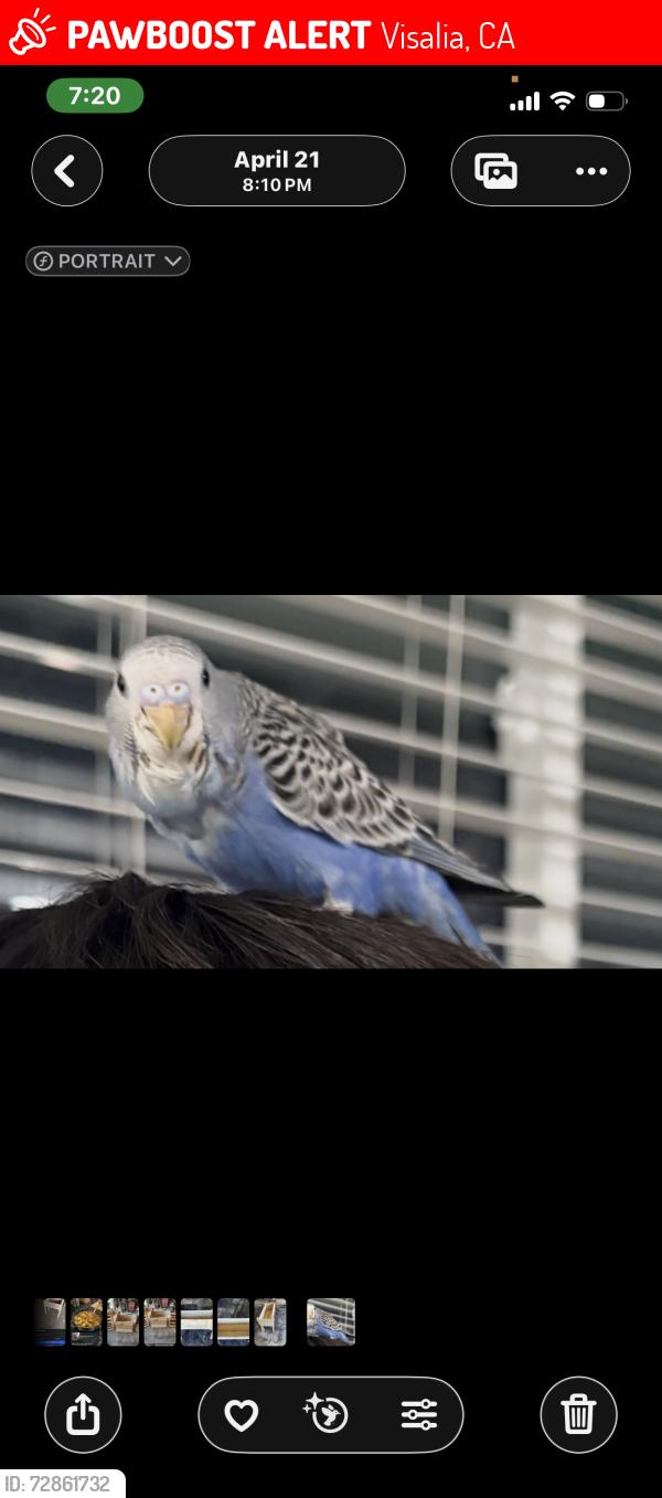 Lost Female Bird last seen Linwood ave, bollinger st. , , Visalia, CA 93291