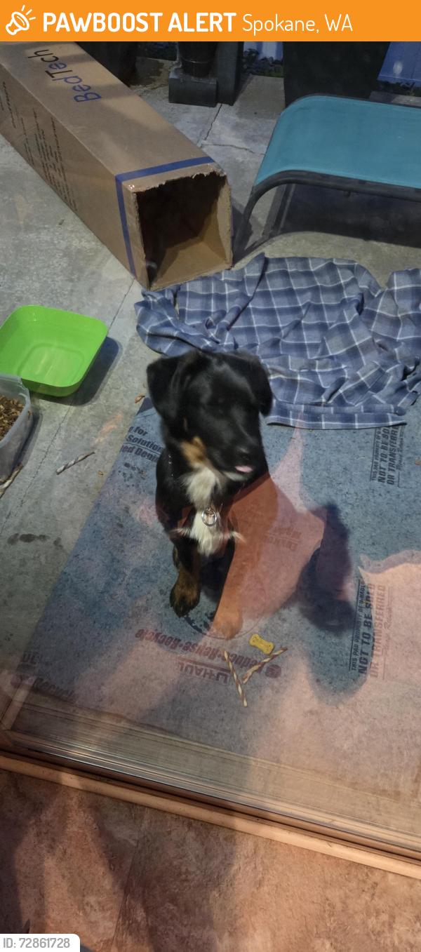 Found/Stray Male Dog last seen Freya/Grayson, Spokane, WA 99223