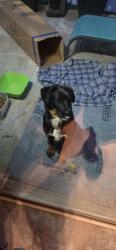 Found/Stray Male Dog last seen Freya/Grayson, Spokane, WA 99223