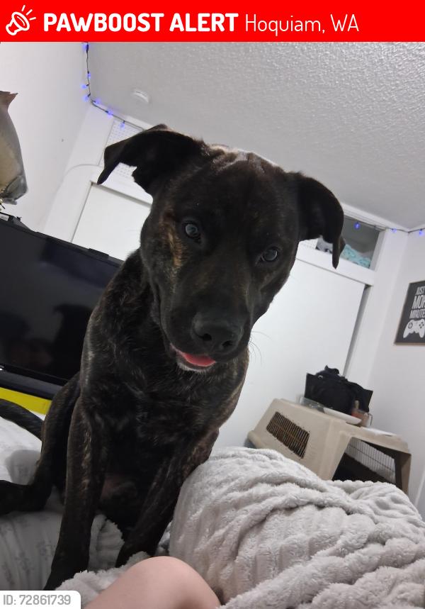 Lost Male Dog last seen Church on 2nd street, Hoquiam, WA 98550