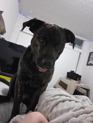 Lost Male Dog last seen Church on 2nd street, Hoquiam, WA 98550